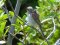 Αετομάχος (θηλ.) - Red-backed Shrike (female)