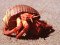 Στρουμπάρι&nbsp; -&nbsp; Hermit Crab