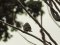 Σπίνος - Chaffinch