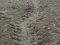 Ίχνη γέννας caretta caretta  -  Tracks of caretta caretta egg-burrying process