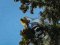 Καρακάξα και Πετροκιρκινέζι - Magpie and Kestrel
