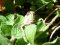 Anacridium aegyptium [Egyptian Locust]