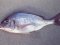 Λυθρίνι - Common Sea-Bream