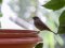 Μαυροσκούφης (θηλυκός) - Blackcap (female)