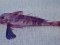 Κούκος  -  Streaked Gurnard
