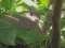 Δεκοχτούρα στα αυγά -  Collared Dove on the eggs