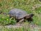 Testudo graeca [Spur-thighed Tortoise]