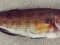 Χειλού  -  Peacock Wrasse