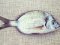 Καμπανάς - Two-banded Bream
