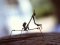 Empusa pennata [Conehead Mantis]