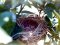 Νεογνά Αμπελουργού - Black-headed Bunting newborns