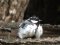Νεαρός Καλόγερος  -  Immature Great Tit