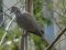 Δεκοχτούρα  -  Collared Dove