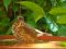 Τσίχλα - Song Thrush