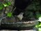 Θαμνοτσιροβάκος (αρσενικός) - Whitethroat (male)