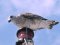 Νεαρός(Κιτρινοπόδης) Γλάρος  -  Immature Yellow-legged Gull
