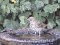 Τσίχλα - Song Thrush