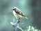 Καστανολαίμης - Whinchat