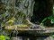Φλώρια (με λουόμενο Καλόγερο) - Greenfinches (sharing the bath with a Great Tit)