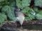 Δρυομυγοχάφτης (Θηλυκός) - Semi-collared Flycatcher (female)