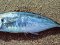 Σαφρίδι - Horse Mackerel