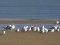 (Κιτρινοπόδηδες) Γλάροι  -  Yellow-legged Gulls