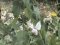 Pieris brassicae  [Cabbage  White]