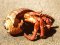 Στρουμπάρι&nbsp; -&nbsp; Hermit Crab