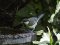 Καλόγερος (νεαρός) - Great Tit (juvenile)