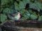Δρυομυγοχάφτης (Θηλυκός) - Semi-collared Flycatcher (female)