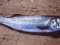 Λαβράκι - Common Sea-Bass