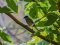 Μαυροσκούφης (αρσενικός) - Blackcap (male)