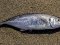 Σαφρίδι - Horse Mackerel
