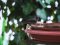 Μαυροσκούφης (θηλυκός) - Blackcap (female)