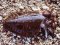 Σουπιά  -  Common Cuttlefish