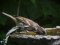 Σπουργίτι (αρσενικό)  -  House Sparrow (male)
