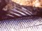 Λαβράκι - Common Sea-Bass
