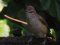 Ψευταηδόνι  -  Cetti's Warbler