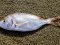 Λυθρίνι - Common Sea-Bream