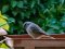 Καρβουνιάρης - Black Redstart