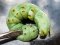 Acherontia atropos  [Death's Head Hawk Moth cat.]