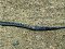 Κατουρλίδα  -  Deep-snouted Pipefish 