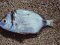 Καμπανάς - Two-banded Bream
