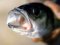 Λαβράκι - Common Sea-Bass