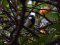 Καλόγερος  -  Great Tit