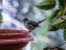 Μαυροσκούφης (αρσενικός) - Blackcap (male)