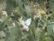 Pieris brassicae  [Cabbage  White]