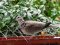 Δεκοχτούρα  -  Collared Dove