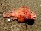 Σκορπίδι  -  Small Rockfish 