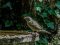 Πετροσπουργίτης - Rock Sparrow